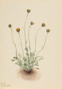 Kesilmiş Yaprak Fleabane Erigeron çıplak, 1921 by Mary Vaux Walcott