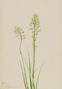 Ölüm Camas Zygadenus venenosus, 1923 by Mary Vaux Walcott