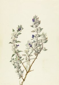  by Mary Vaux Walcott