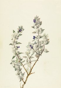 Ölüm Vadisi Adaçayı Salvia funerea, ca. 1930