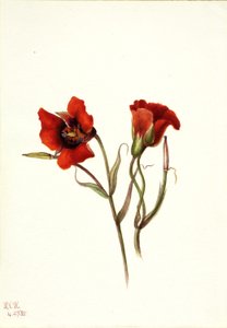  by Mary Vaux Walcott