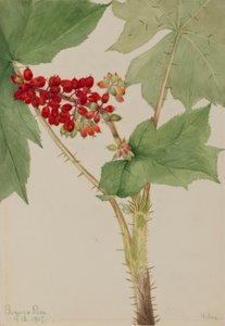  by Mary Vaux Walcott