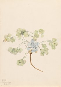  by Mary Vaux Walcott