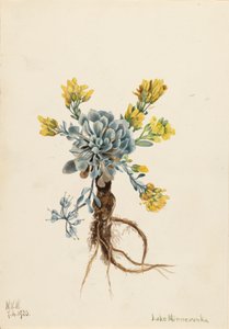 Çift Bladderpod Physaria didymocarpa, 1920. by Mary Vaux Walcott
