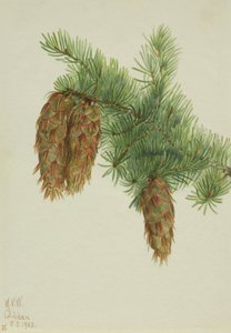 Douglas Köknar Pseudotsuga mucronata, 1923. by Mary Vaux Walcott