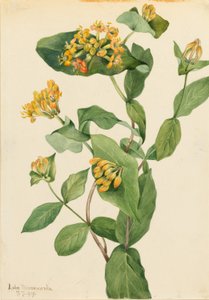 Douglas Hanımeli (Lonicera glaucescens) by Mary Vaux Walcott
