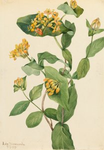 Douglas Hanımeli Lonicera glaucescens, 1919. by Mary Vaux Walcott