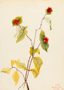 Douglas Hanımeli Lonicera glaucescens, 1922. by Mary Vaux Walcott