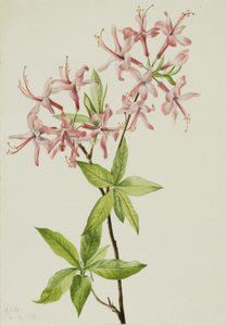 Downy Pinxter Bloom Açelya rosea, 1923. by Mary Vaux Walcott