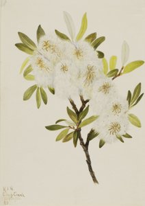 Drummond Willow Salix drummondiana, 1921. by Mary Vaux Walcott