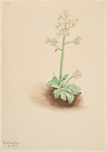  by Mary Vaux Walcott