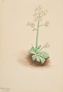 Erken Saxifrage Saxifraga virginiensis, 1917. by Mary Vaux Walcott