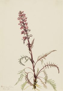  by Mary Vaux Walcott