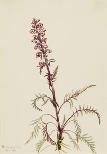 Filkafa Pedicularis groenlandica, 1916 by Mary Vaux Walcott
