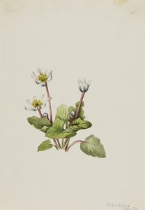 Elkslip Caltha leptosepala, 1916. by Mary Vaux Walcott