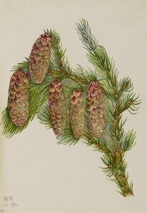  by Mary Vaux Walcott