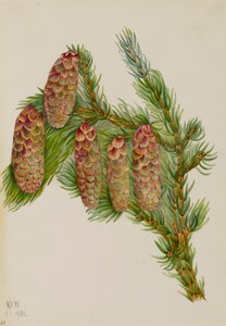 Engelmann Ladin Picea engelmanni, 1920. by Mary Vaux Walcott