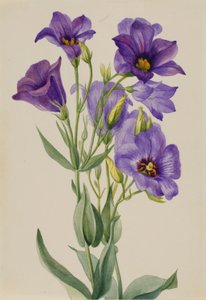  by Mary Vaux Walcott