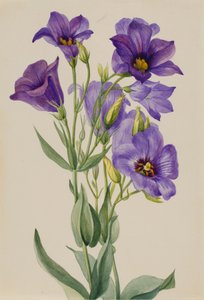 Eustoma russelianum, yaklaşık 1930