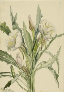  by Mary Vaux Walcott