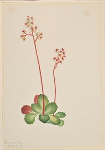  by Mary Vaux Walcott