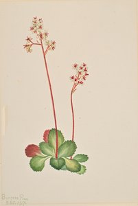 Yaprak dökmeyen saksafon çiçeği Leptarrhena pyrolifolia, 1917.