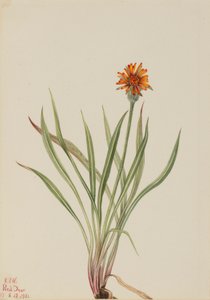  by Mary Vaux Walcott