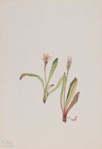 Sahte Karahindiba Agoseris carnea, 1918. by Mary Vaux Walcott