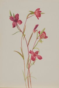 Bahara Veda (Godetia amoena lilja) by Mary Vaux Walcott