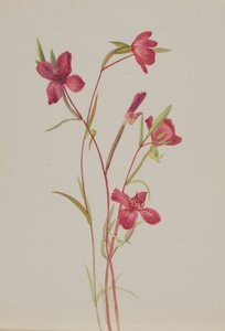 Spring Godetia amoena lilja