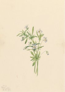 Tarla Menekşesi Viola rafinesquii, 1919. by Mary Vaux Walcott