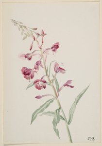  by Mary Vaux Walcott