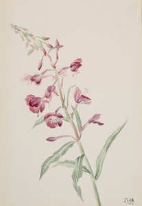 Fireweed Epilobium angustifolium, 1902. by Mary Vaux Walcott