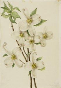  by Mary Vaux Walcott