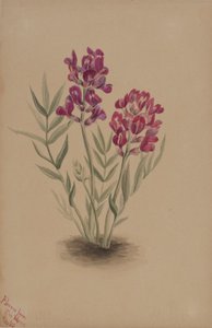  by Mary Vaux Walcott