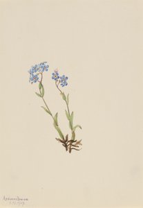 Beni Unutma Myosotis alpestris, 1907. by Mary Vaux Walcott