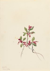 Saçaklı Polygala Polygala paucifolia, 1920. by Mary Vaux Walcott