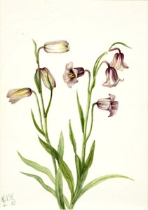  by Mary Vaux Walcott