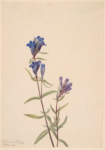 Gentian (Gentiana affinis) by Mary Vaux Walcott