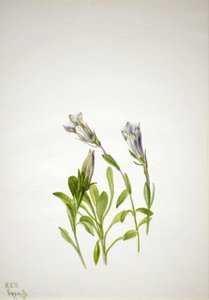  by Mary Vaux Walcott