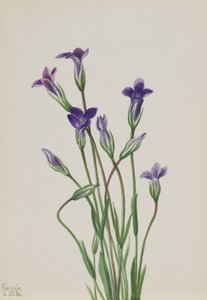 Gentian Gentiana holopetala, 1936. by Mary Vaux Walcott
