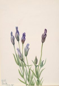 Gentian Gentiana macounii, 1935. by Mary Vaux Walcott