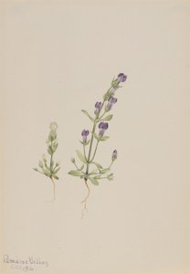  by Mary Vaux Walcott