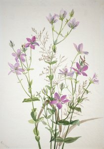 Gentianacease sabbalia angularis, 1880. by Mary Vaux Walcott