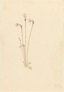  by Mary Vaux Walcott