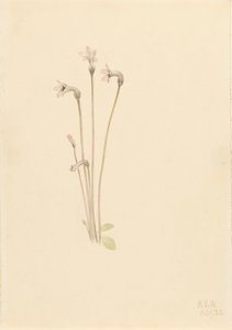 Ghostpipe Thalesia uniflora, 1920. by Mary Vaux Walcott