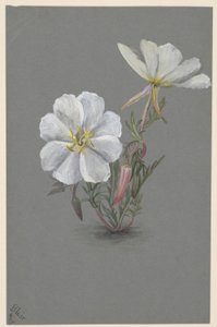  by Mary Vaux Walcott