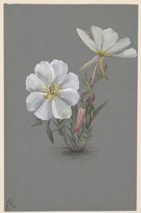 Dev Helleborine Epipactis gigantea, yaklaşık. 1880. by Mary Vaux Walcott