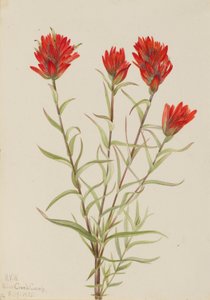  by Mary Vaux Walcott