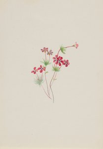 Gilia linanthus parviflorus by Mary Vaux Walcott